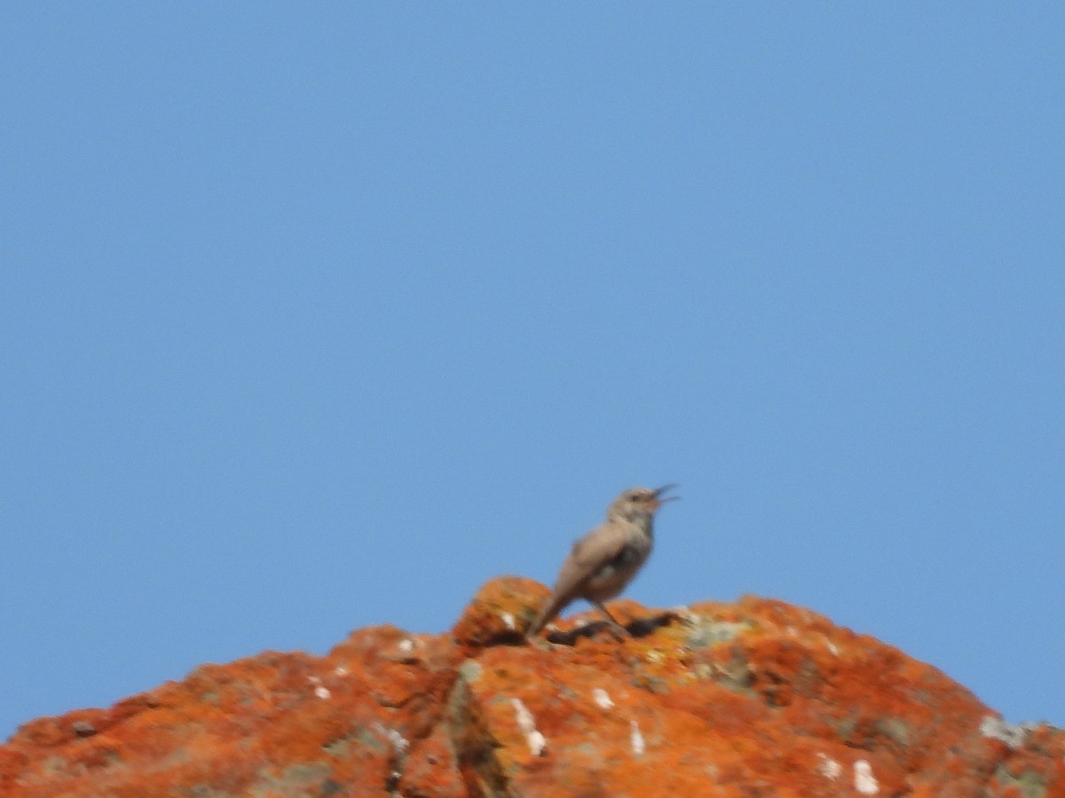 Rock Wren - ML638205587