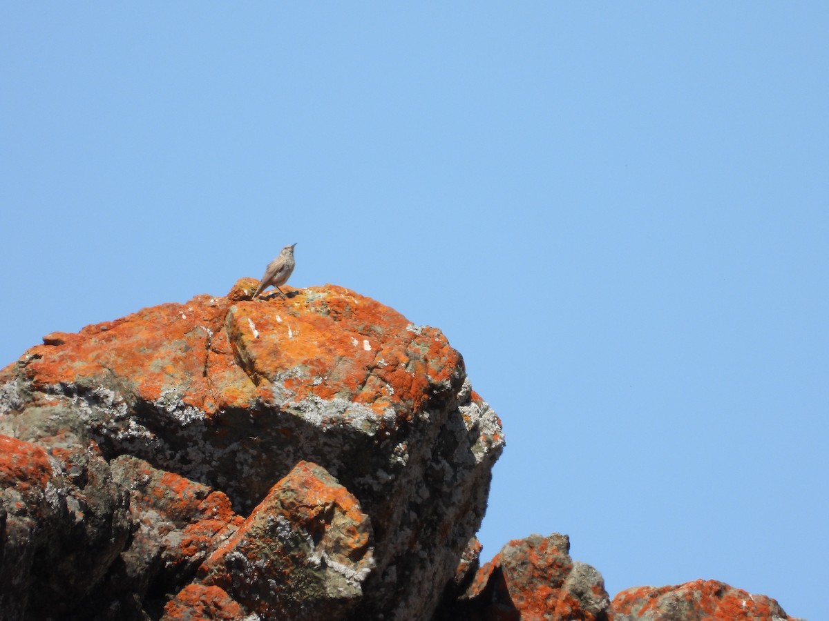 Rock Wren - ML638205588
