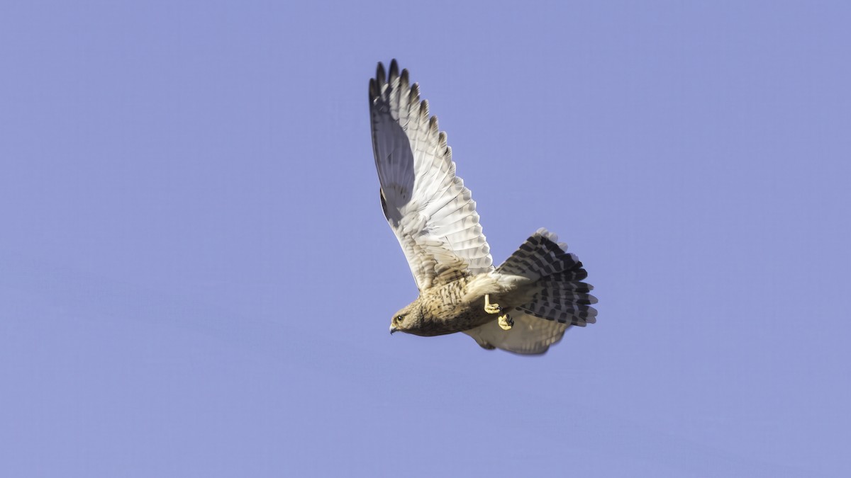 Greater Kestrel - ML638205589