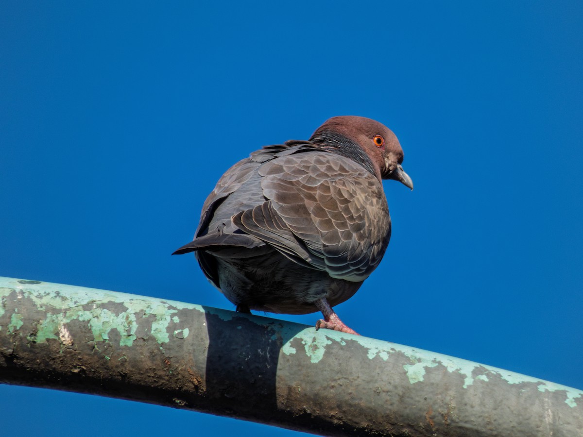 Picazuro Pigeon - ML638205595