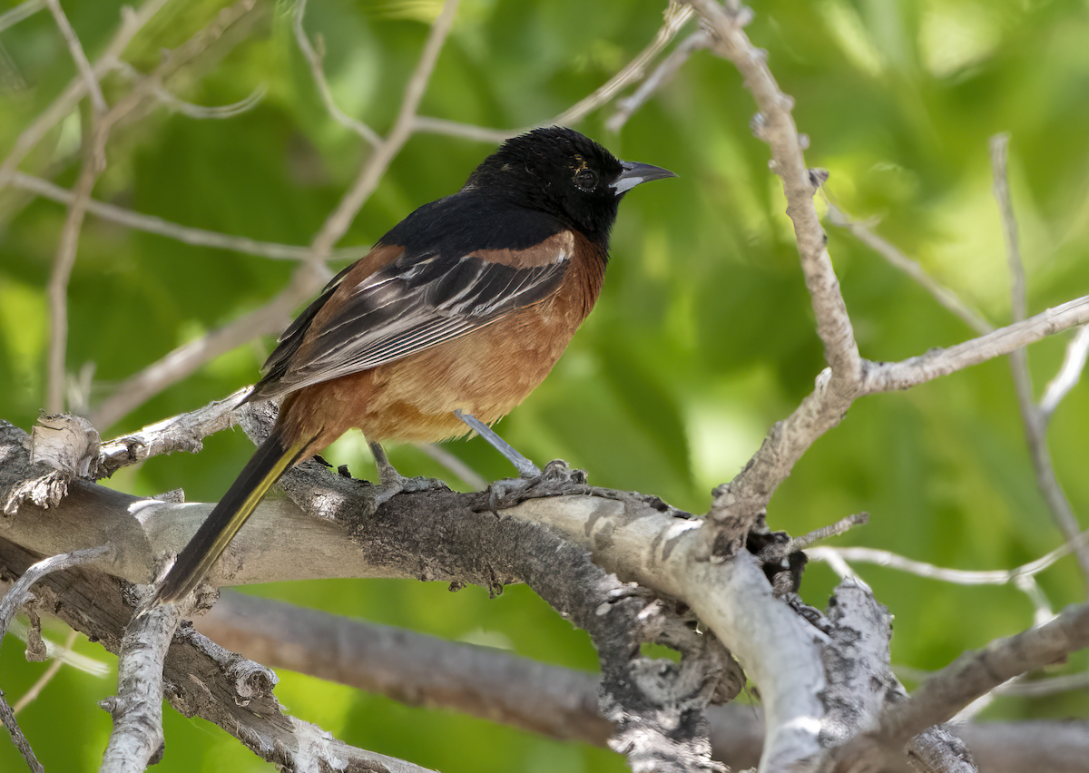 Orchard Oriole - ML638205601