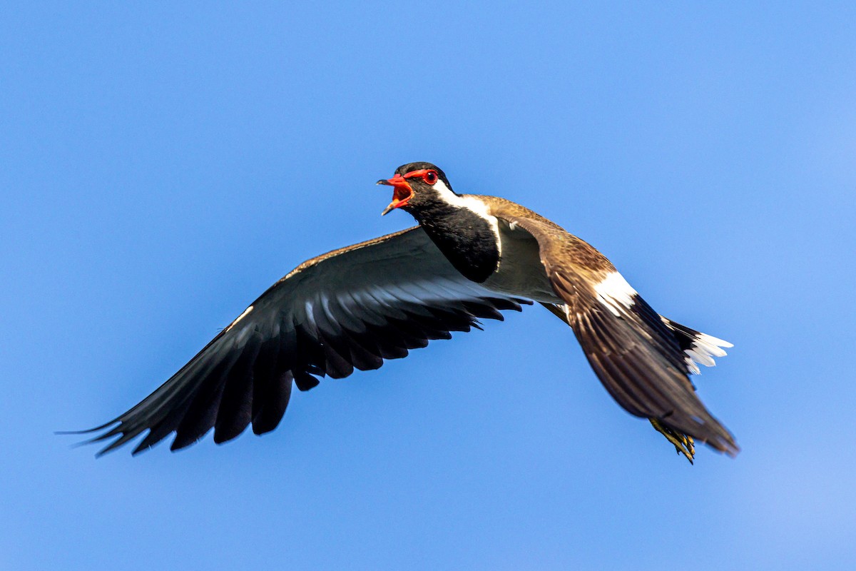 Red-wattled Lapwing - ML638205621