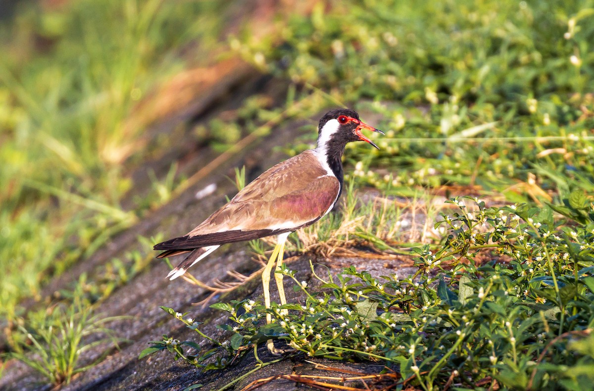 Red-wattled Lapwing - ML638205632