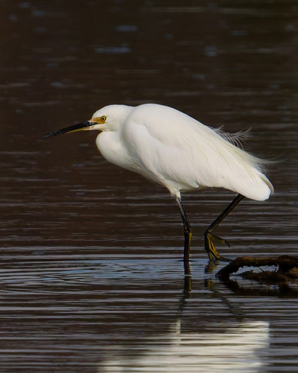 Little Egret - ML638205633