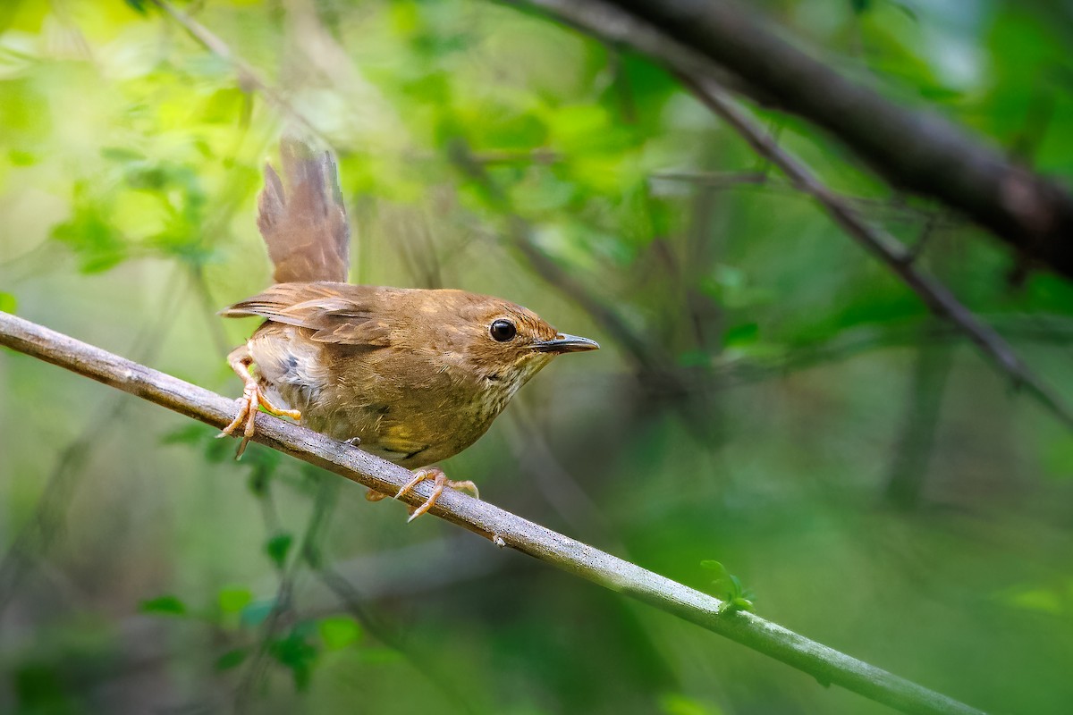 Russet Bush Warbler - ML638205634