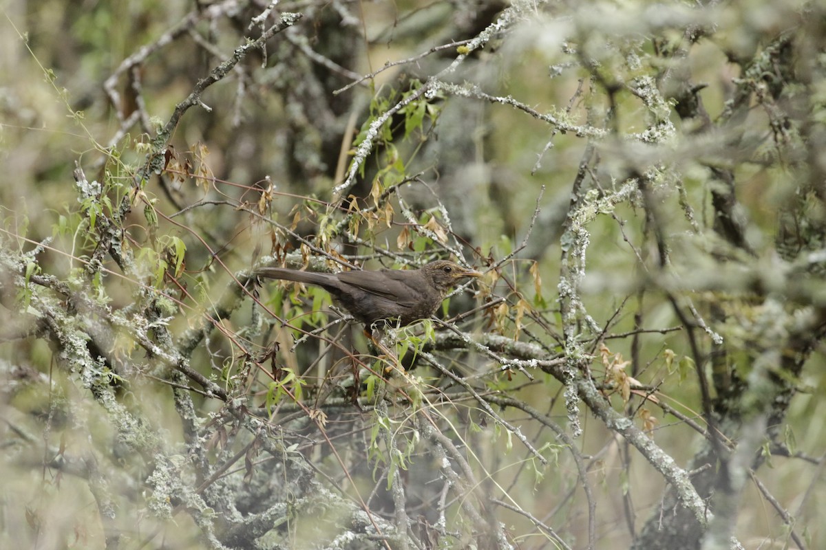 Chiguanco Thrush - ML638205642