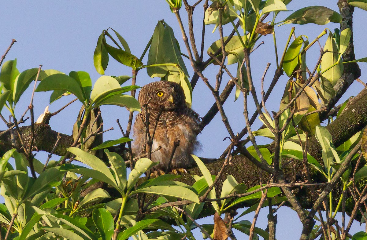 Asian Barred Owlet - ML638205643