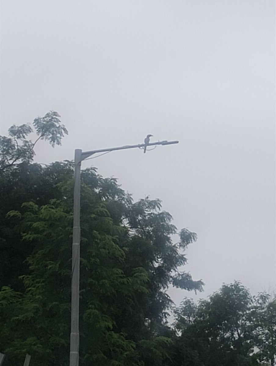 Indian Gray Hornbill - ML638205646