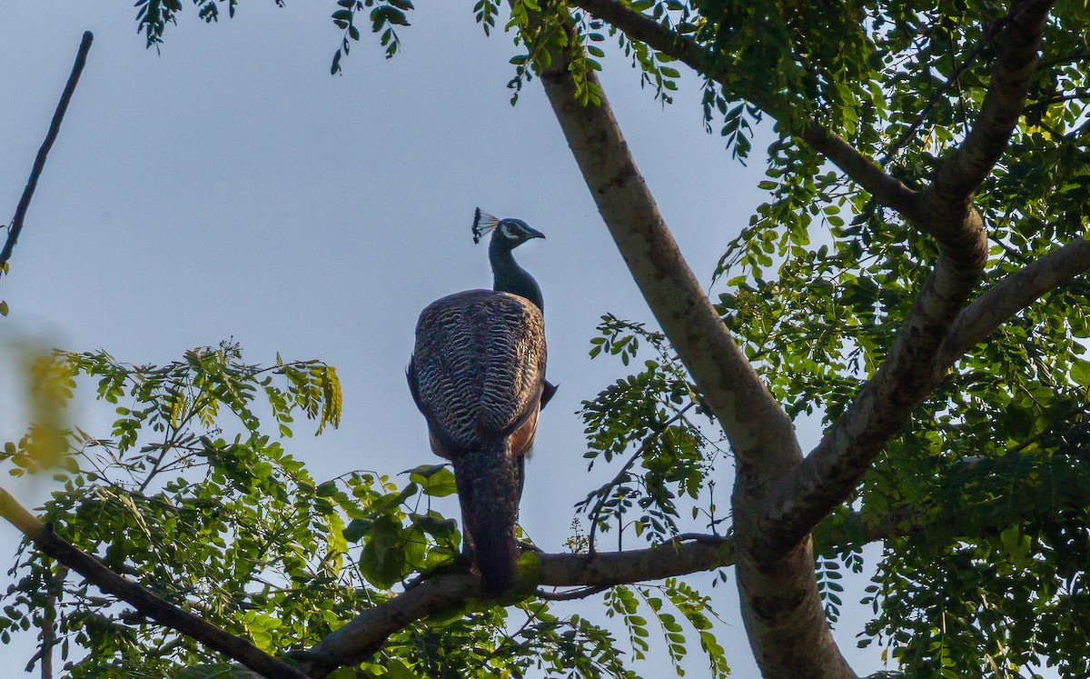 Indian Peafowl - ML638205649