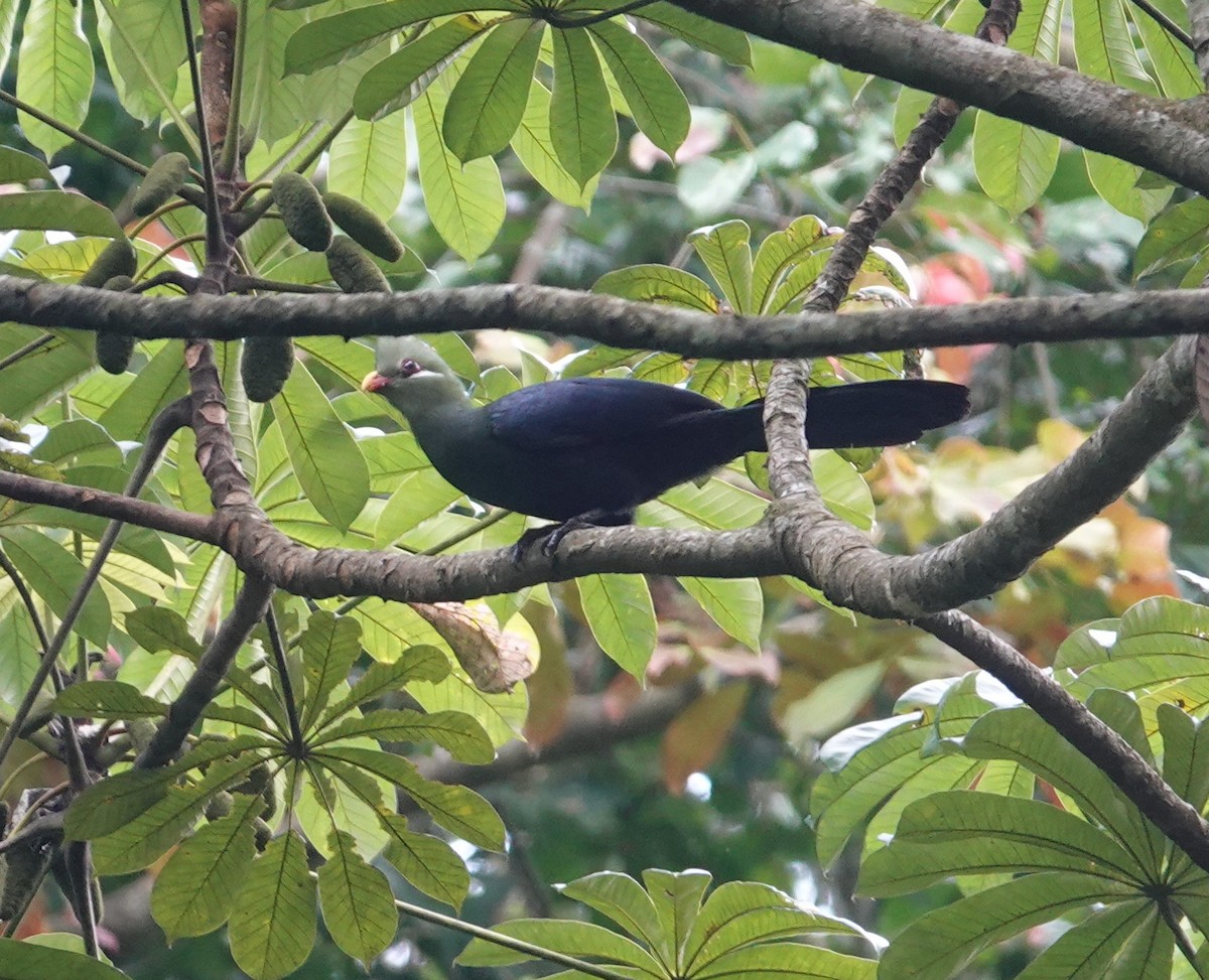 Yellow-billed Turaco - ML638205650