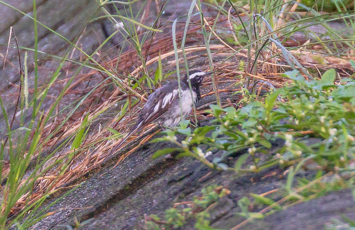 White-browed Wagtail - ML638205676