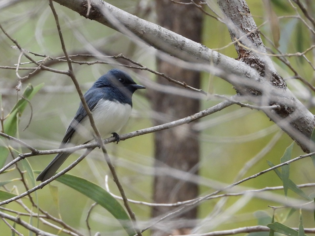 Leaden Flycatcher - ML638205687