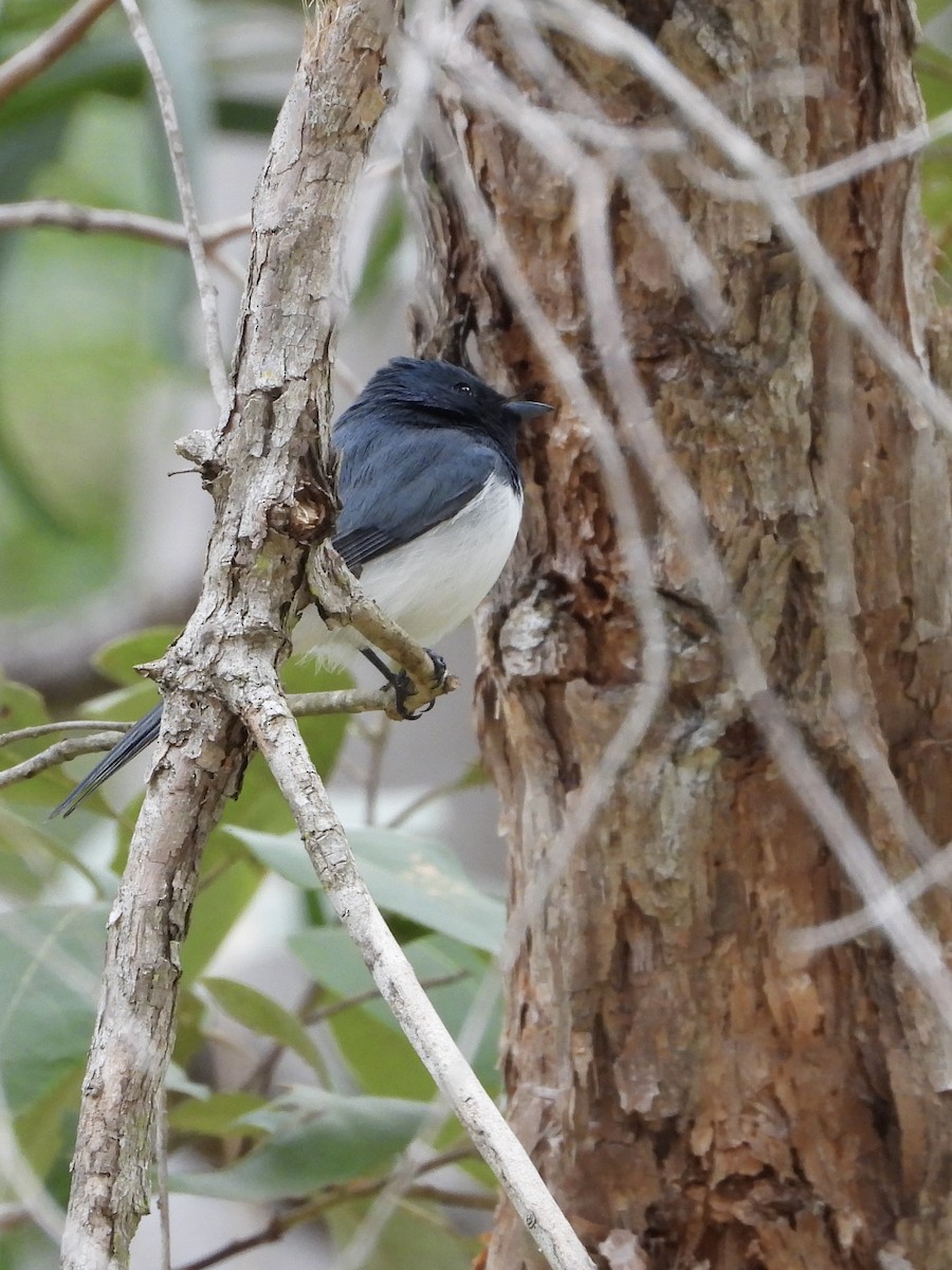 Leaden Flycatcher - ML638205688