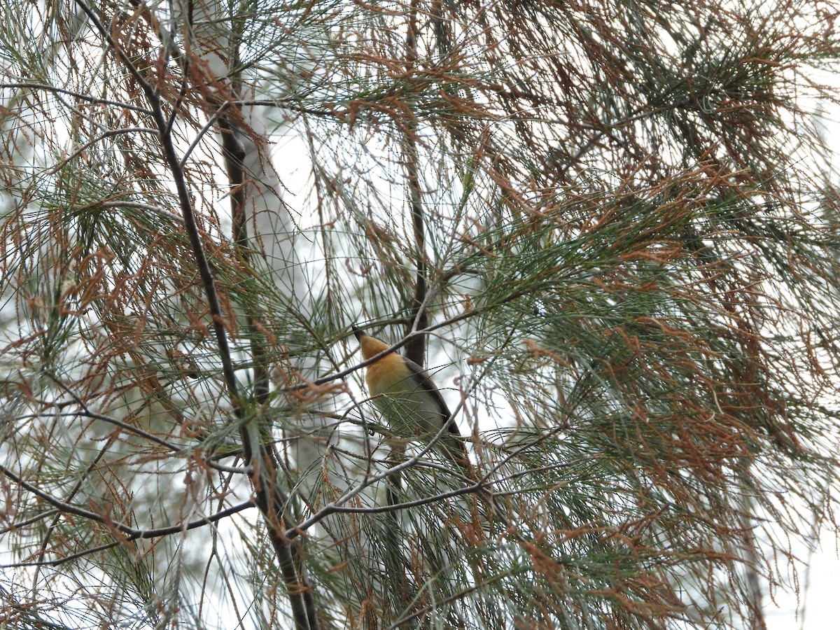 Leaden Flycatcher - ML638205691