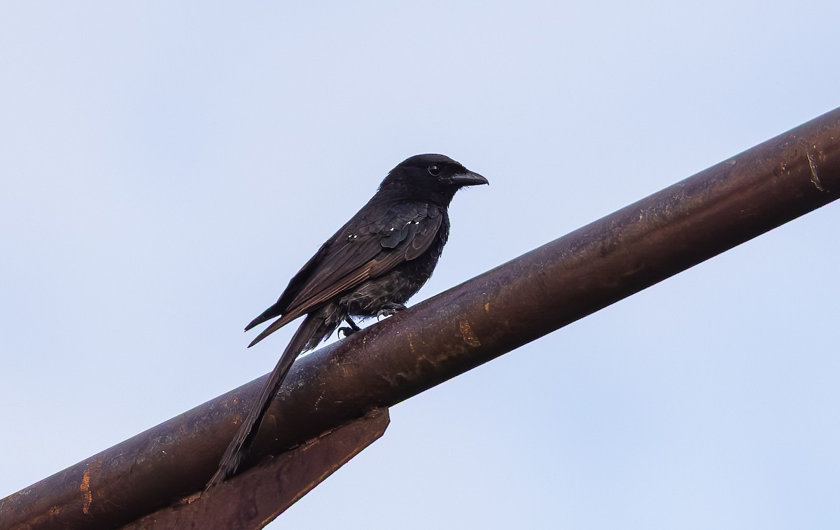 Black Drongo - ML638205703