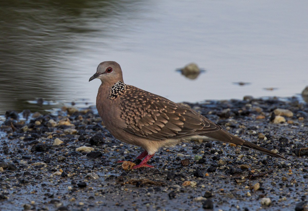 Spotted Dove - ML638205707
