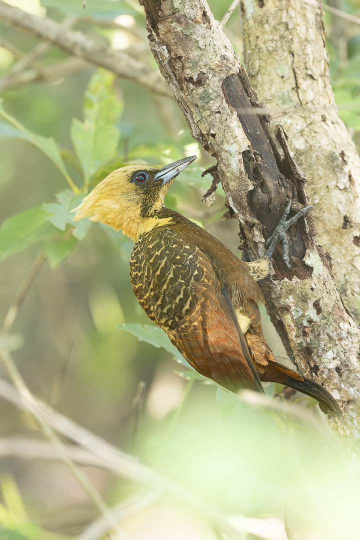 Pale-crested Woodpecker - ML638205715