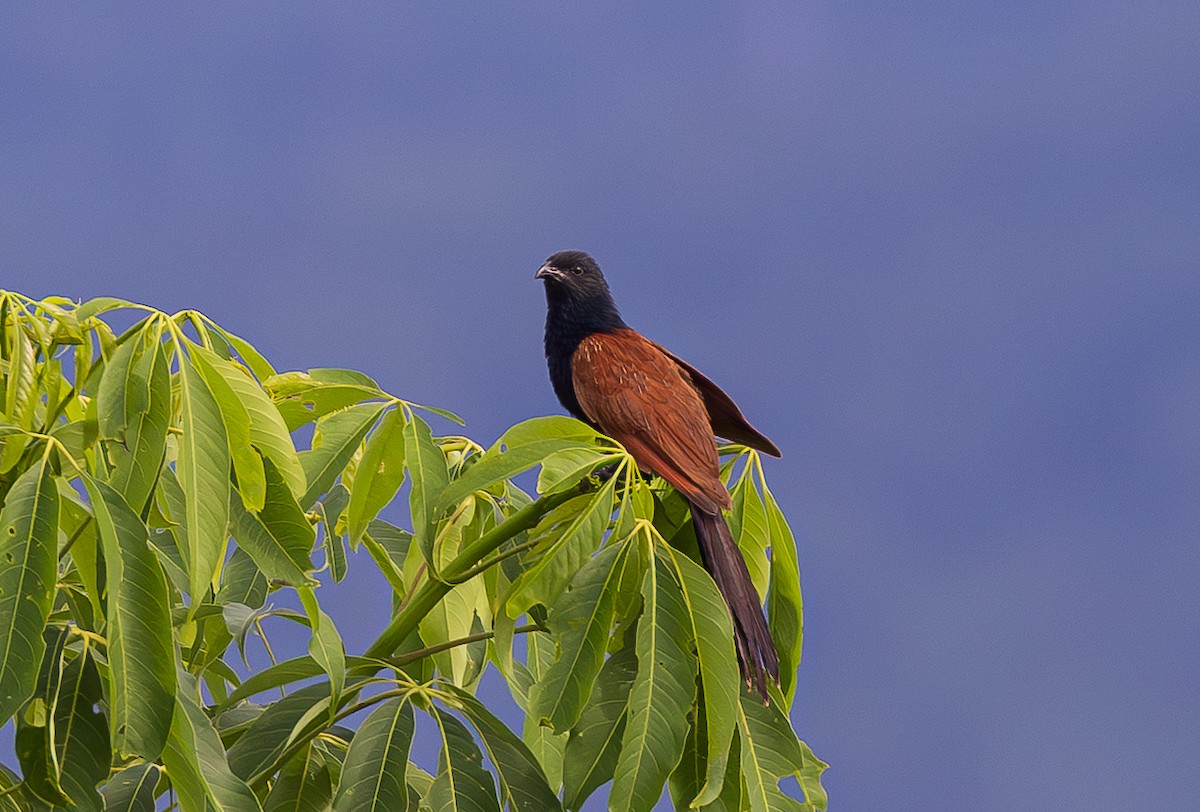 Lesser Coucal - ML638205716