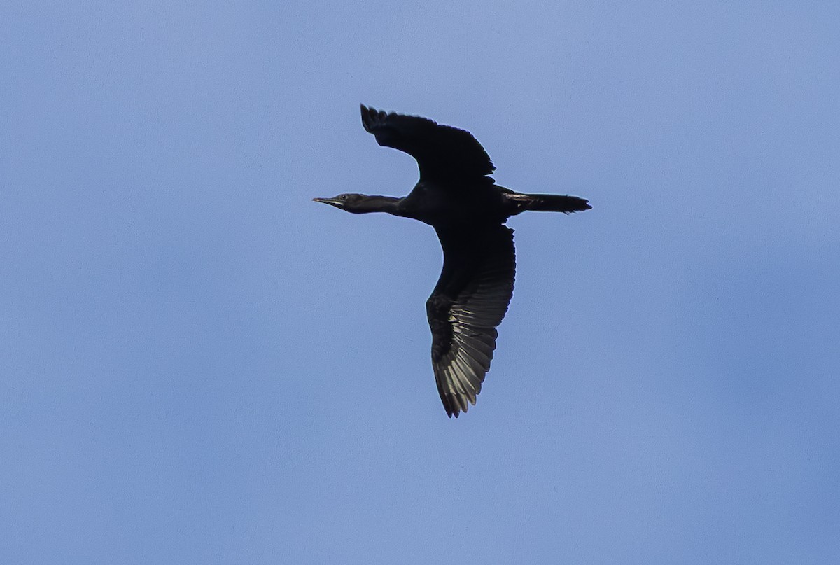 Little Cormorant - ML638205725