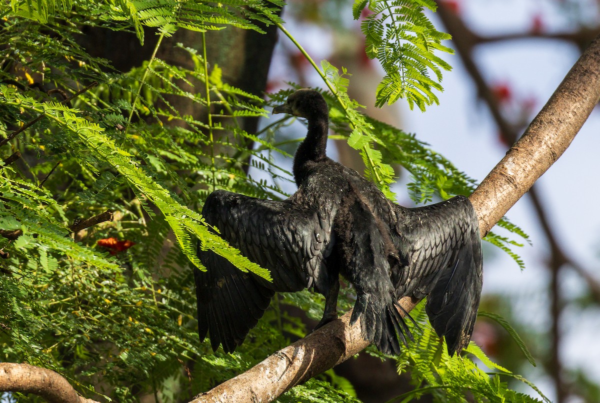 Little Cormorant - ML638205728