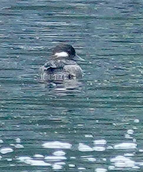 Bufflehead - ML638205736