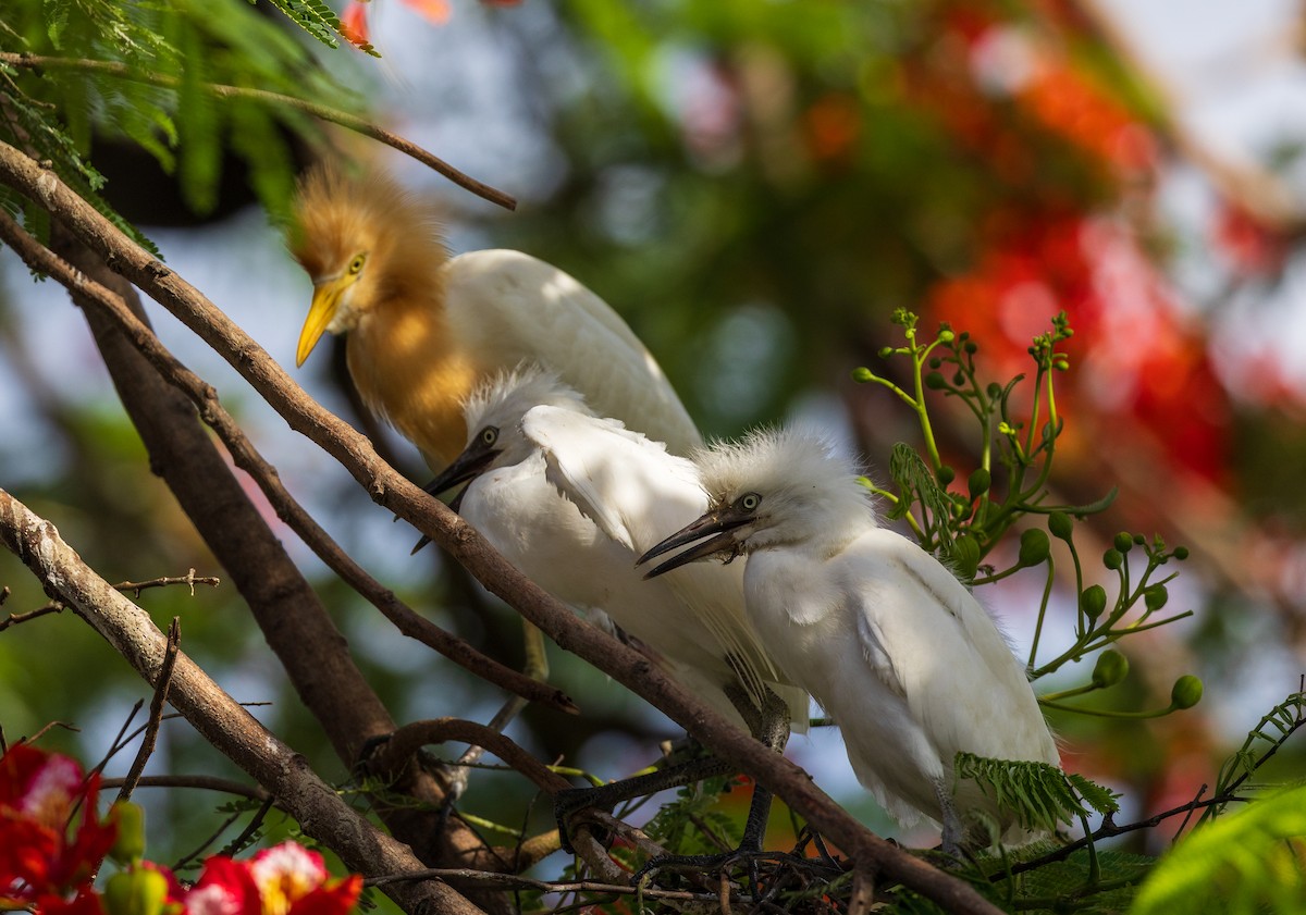 Eastern Cattle-Egret - ML638205739