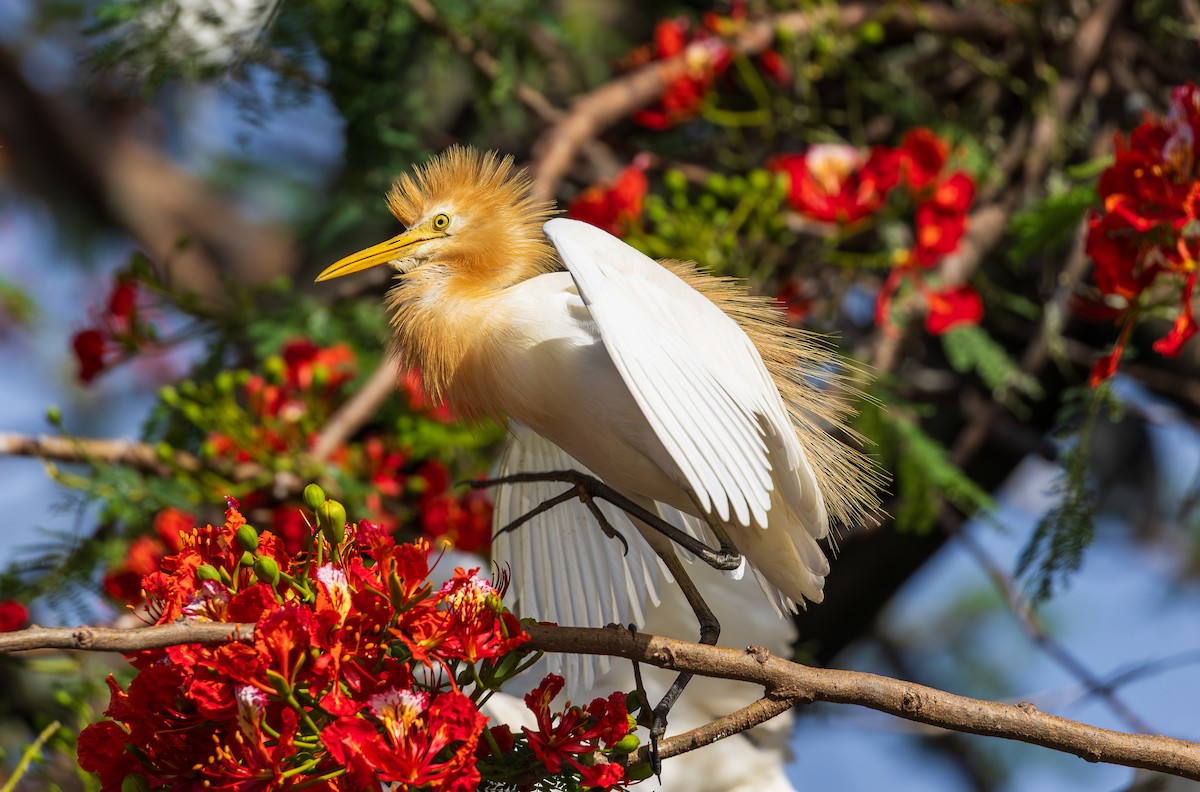 Eastern Cattle-Egret - ML638205745