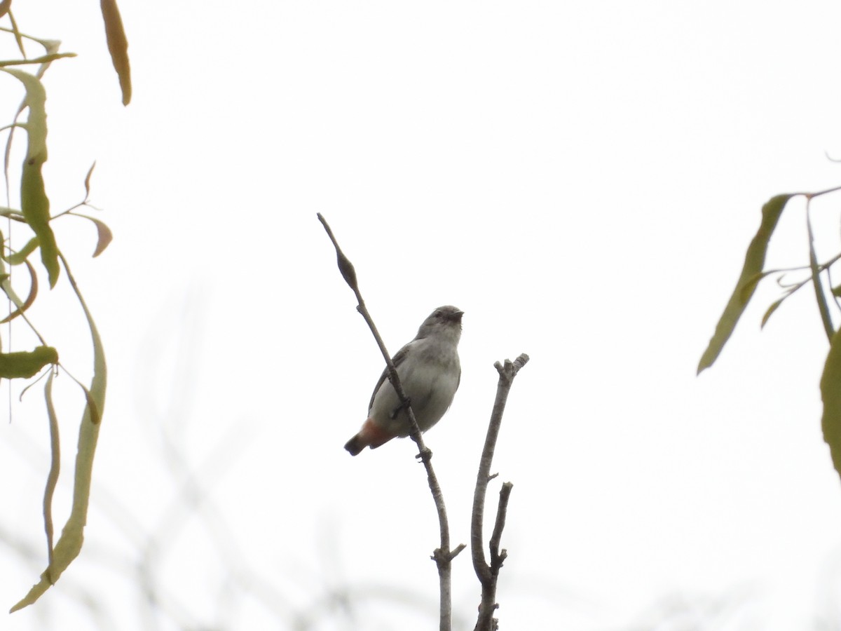Mistletoebird - ML638205746
