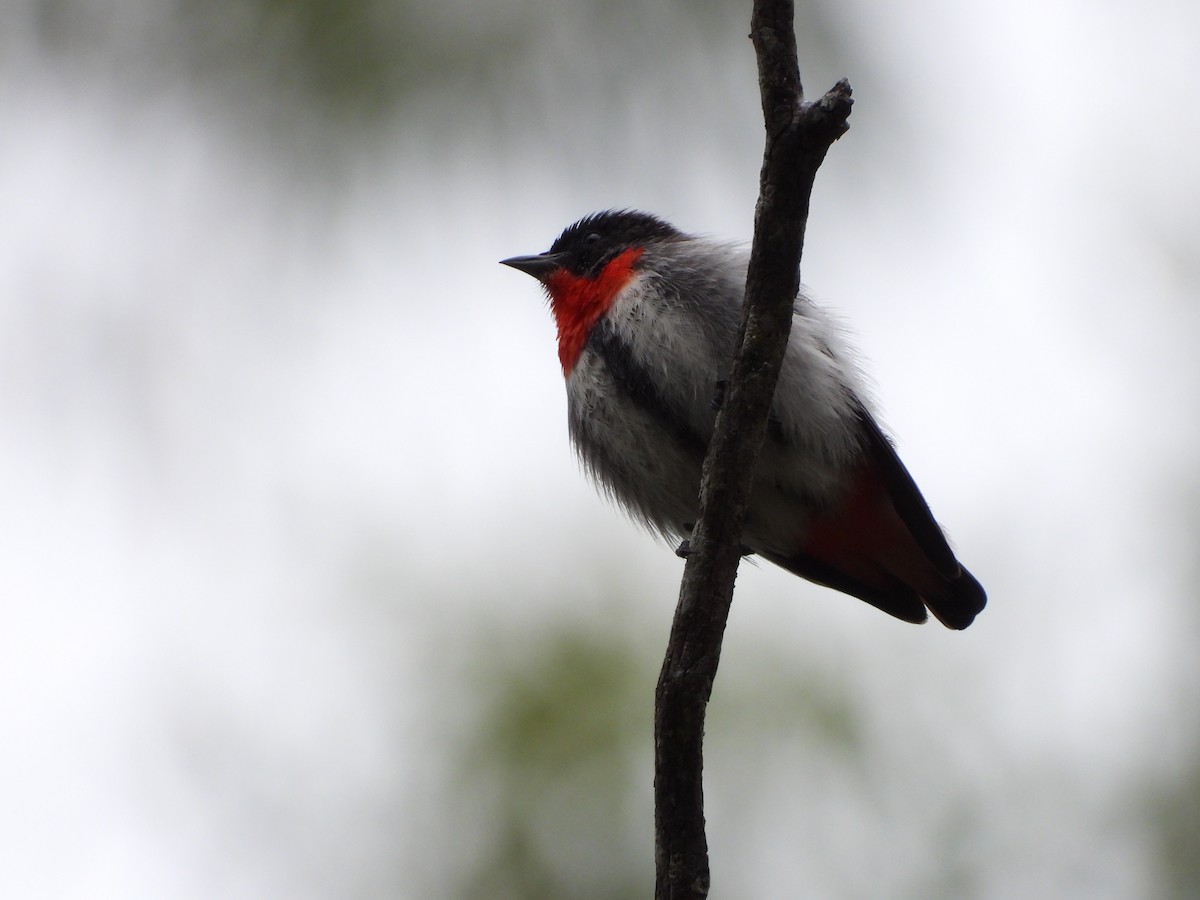 Mistletoebird - ML638205747