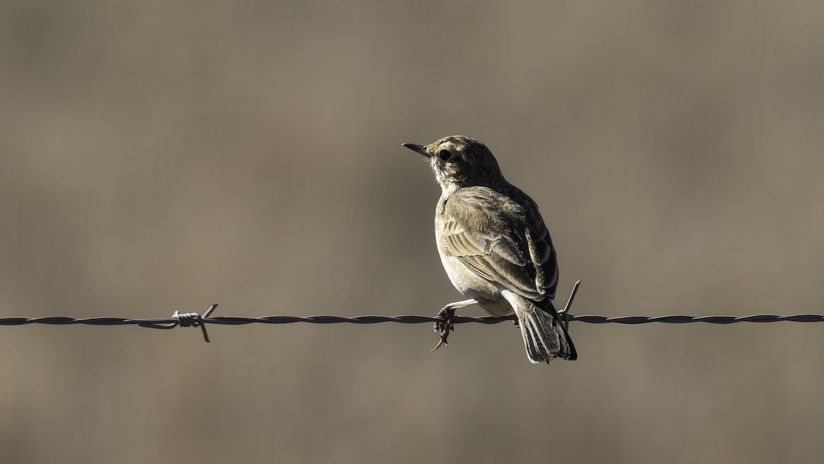 Plain-backed Pipit - ML638205770