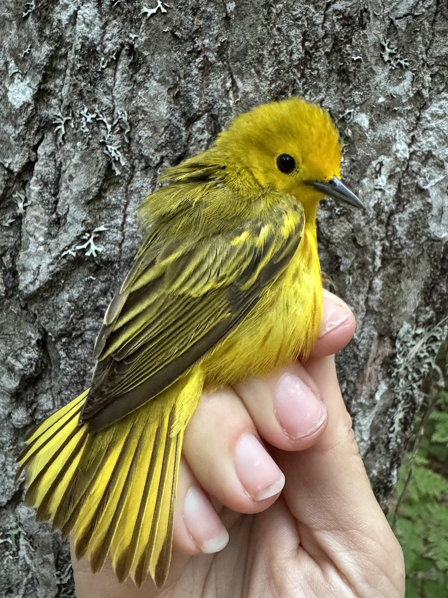 Yellow Warbler (Northern) - ML638205834