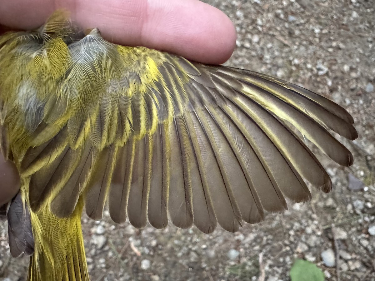 Yellow Warbler (Northern) - ML638205835