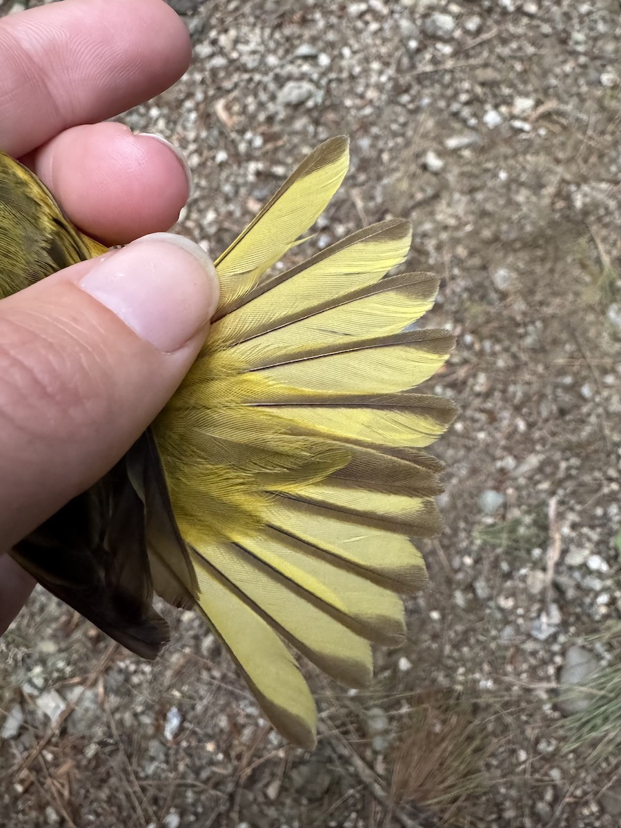 Yellow Warbler (Northern) - ML638205836