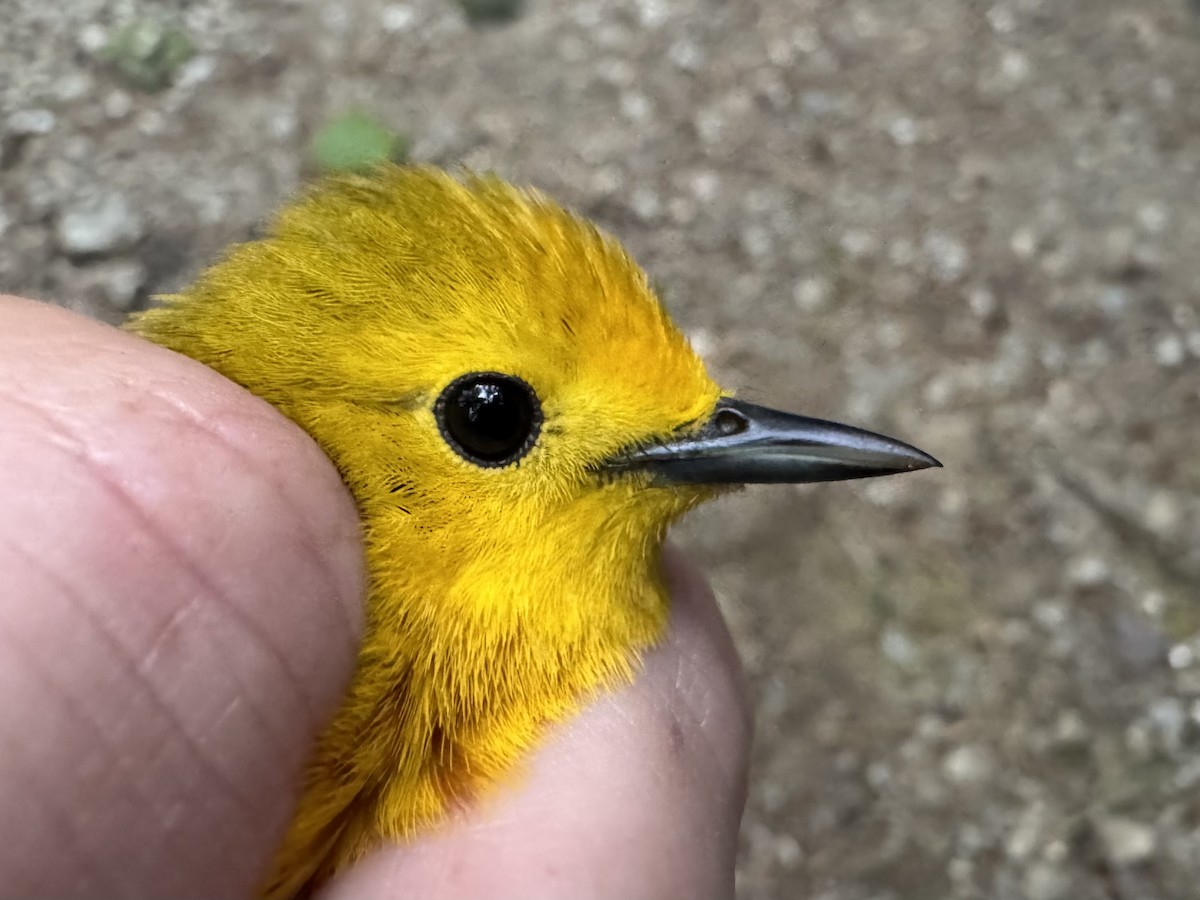 Yellow Warbler (Northern) - ML638205839