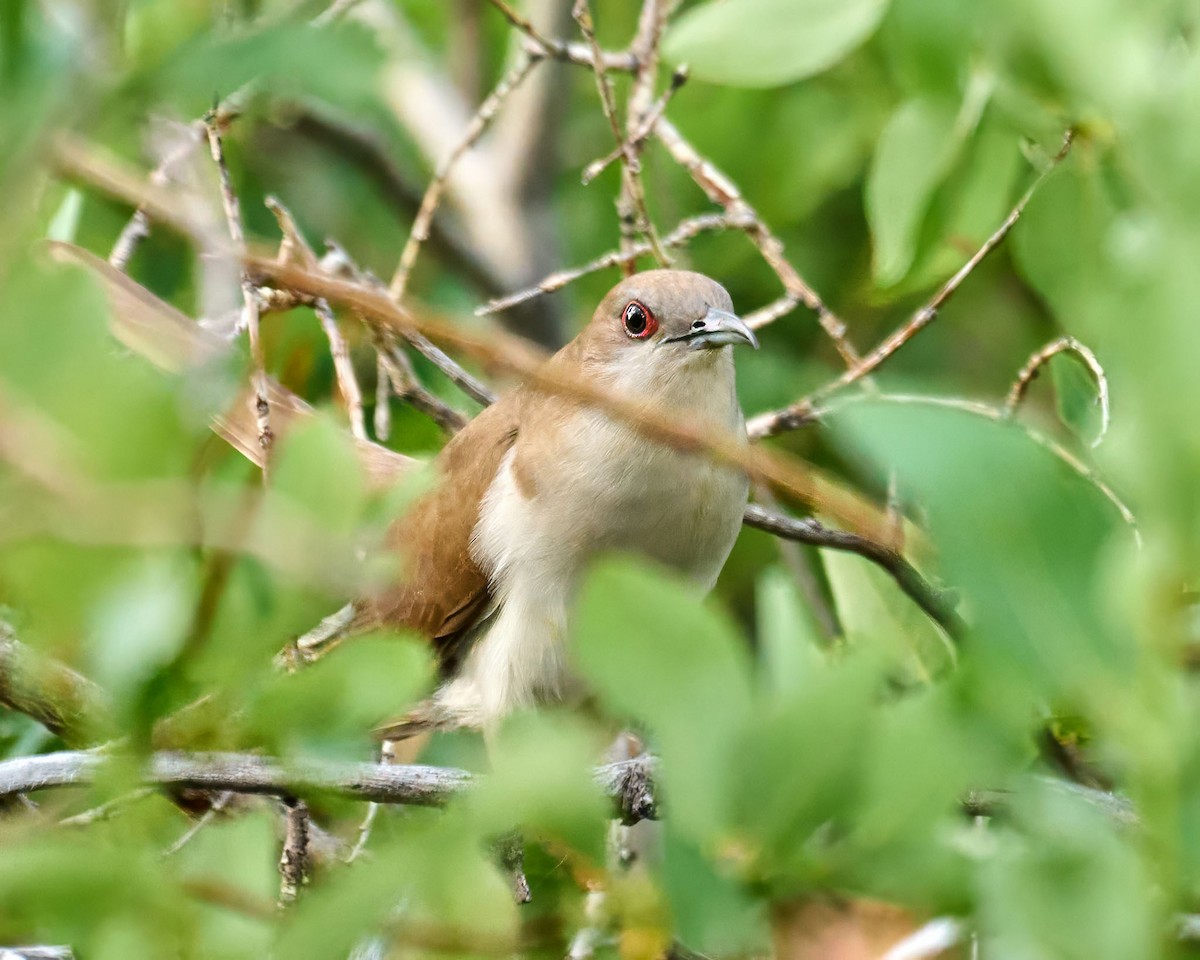 Black-billed Cuckoo - ML638205844