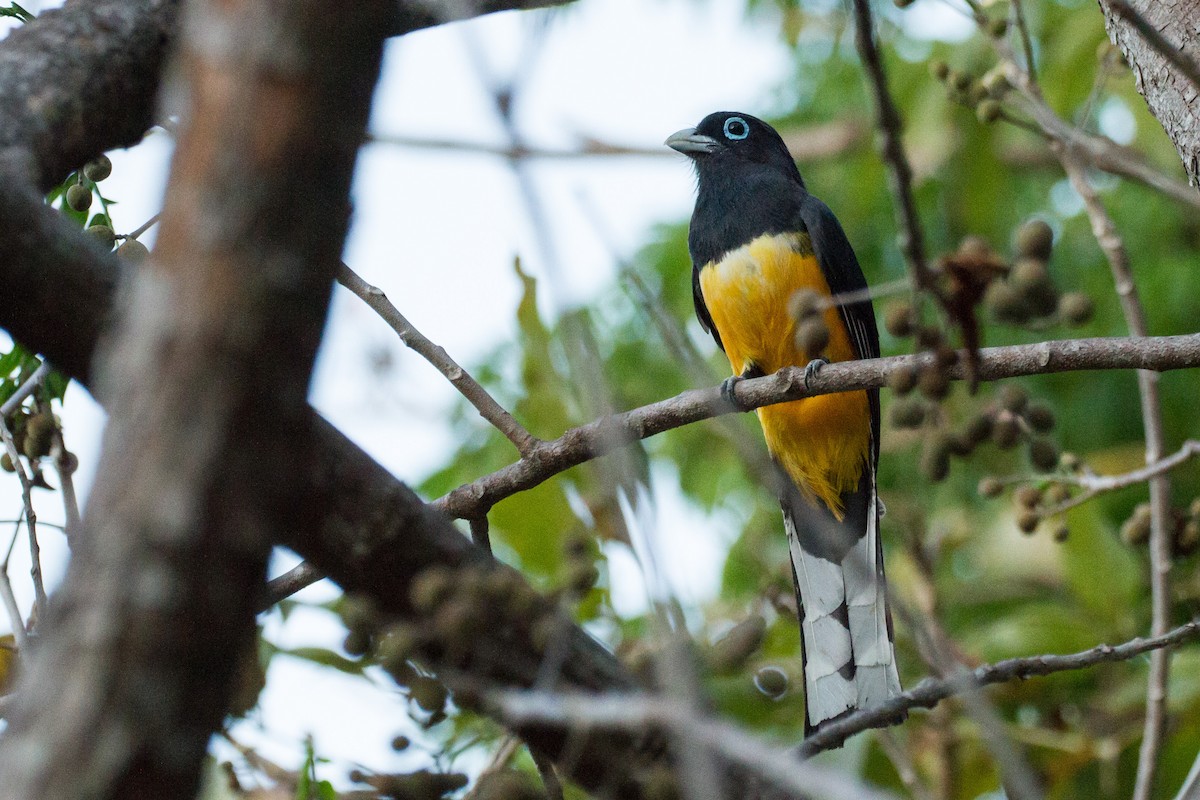 Black-headed Trogon - ML638205848