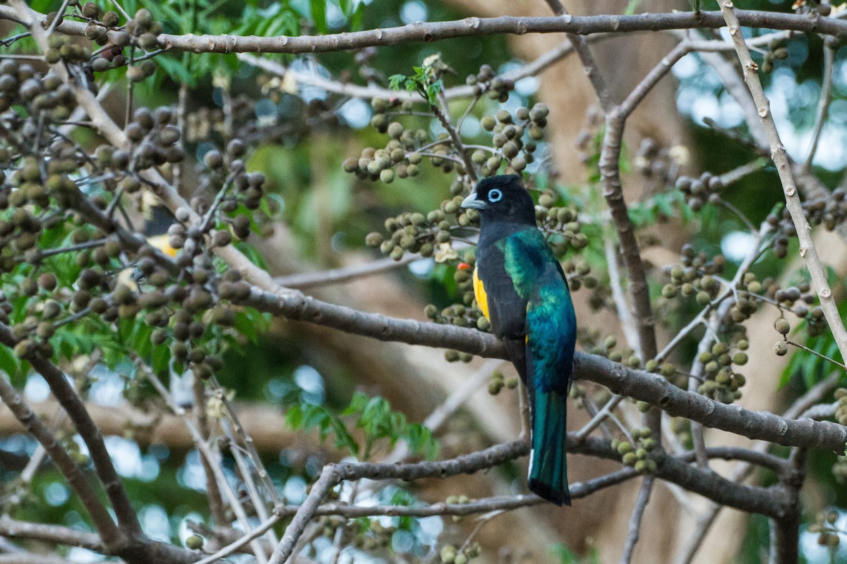 Black-headed Trogon - ML638205849