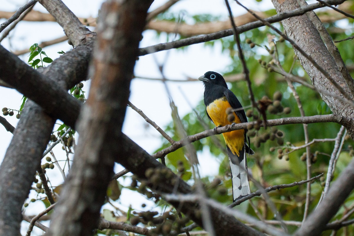 Black-headed Trogon - ML638205850