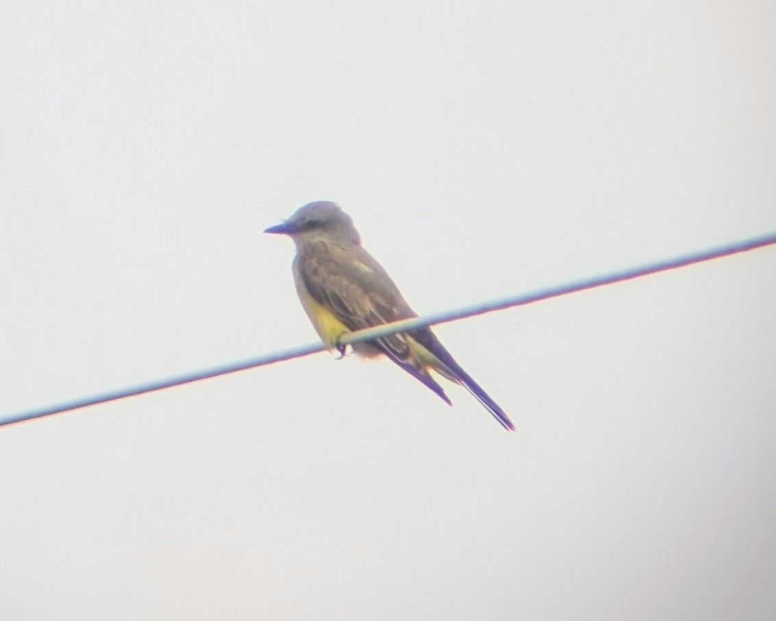 Western Kingbird - ML638205865