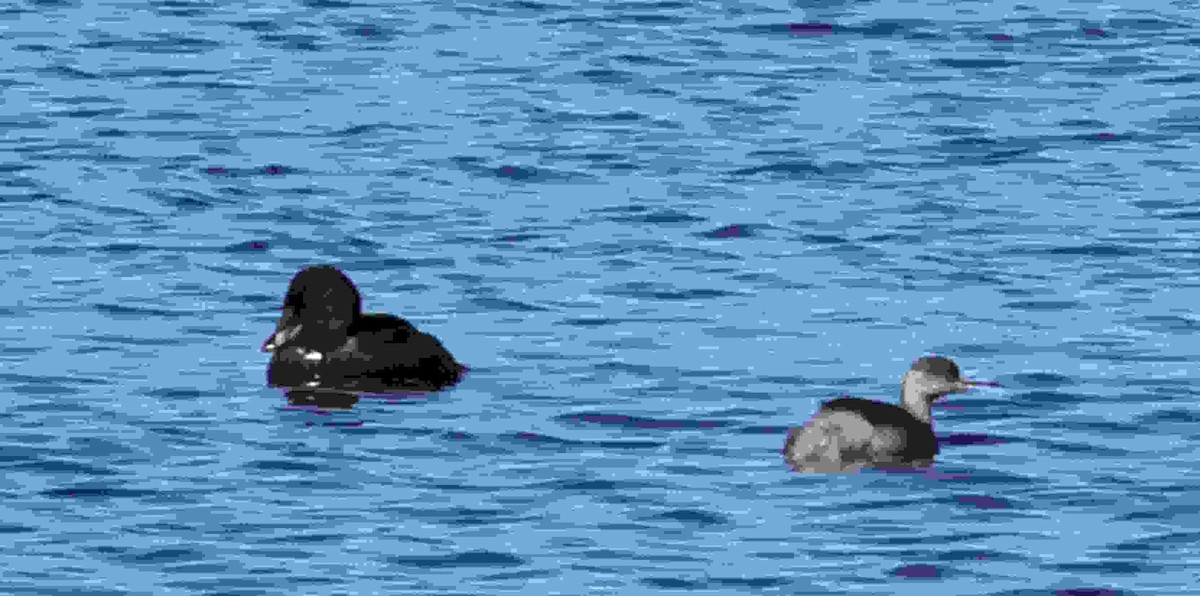 Blue-billed Duck - ML638205867
