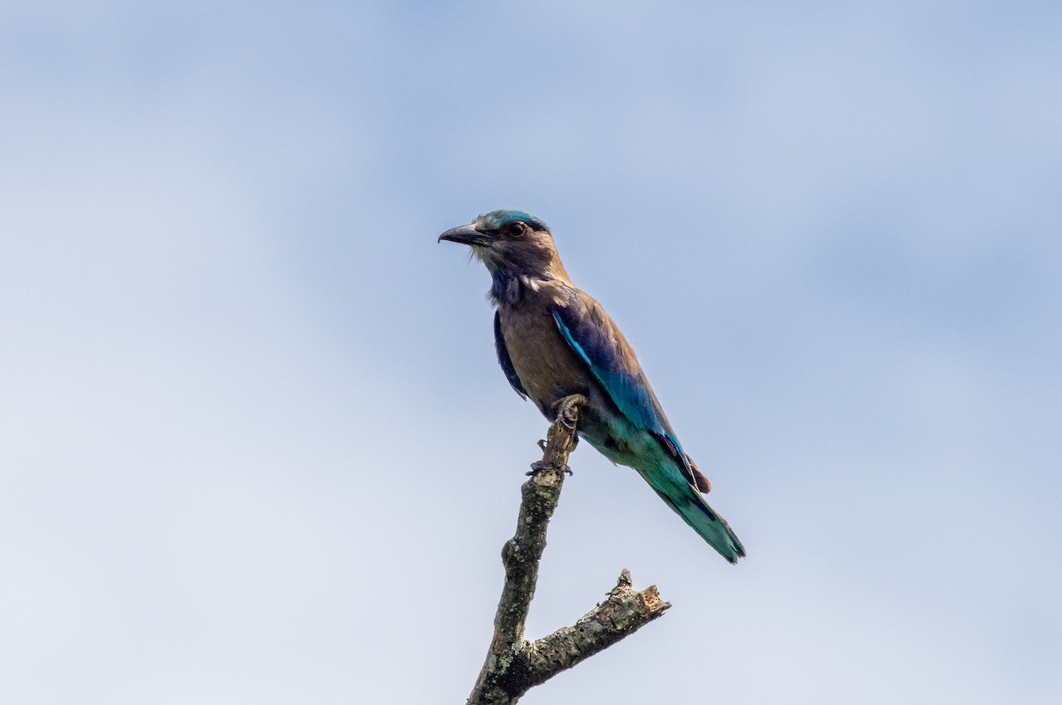 Indian Roller - ML638205874