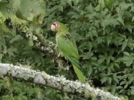 Mitred Parakeet - ML638205922
