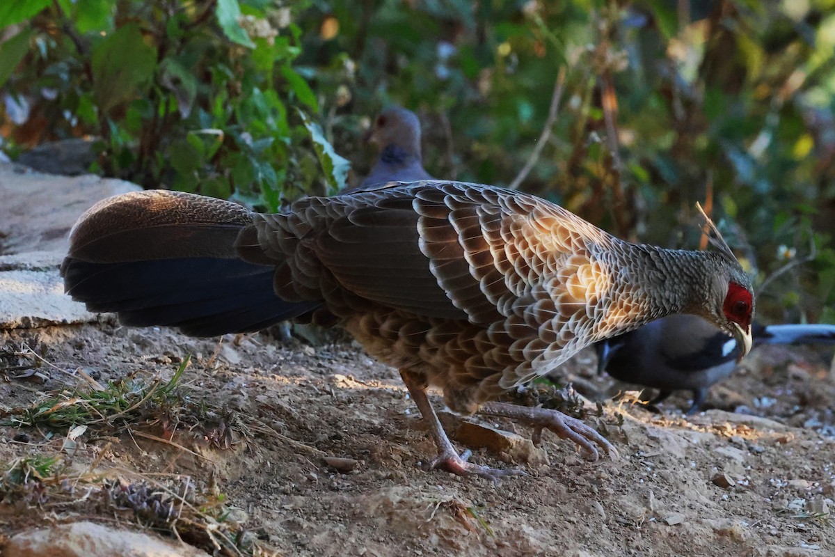 Kalij Pheasant - ML638205932