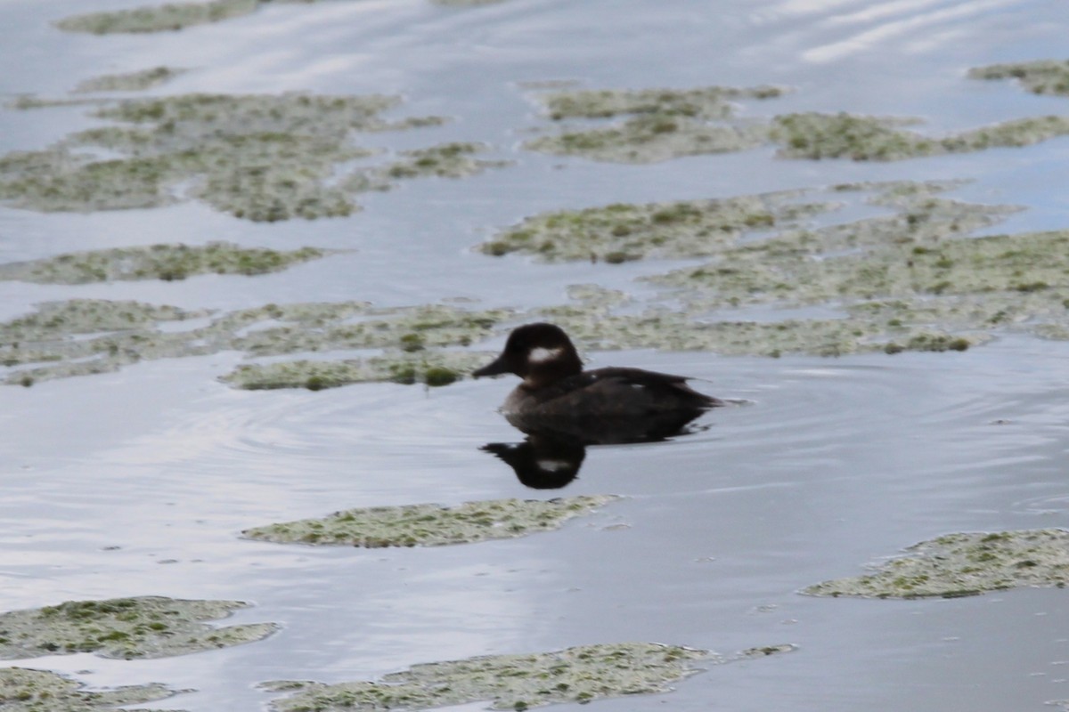Bufflehead - ML638205938