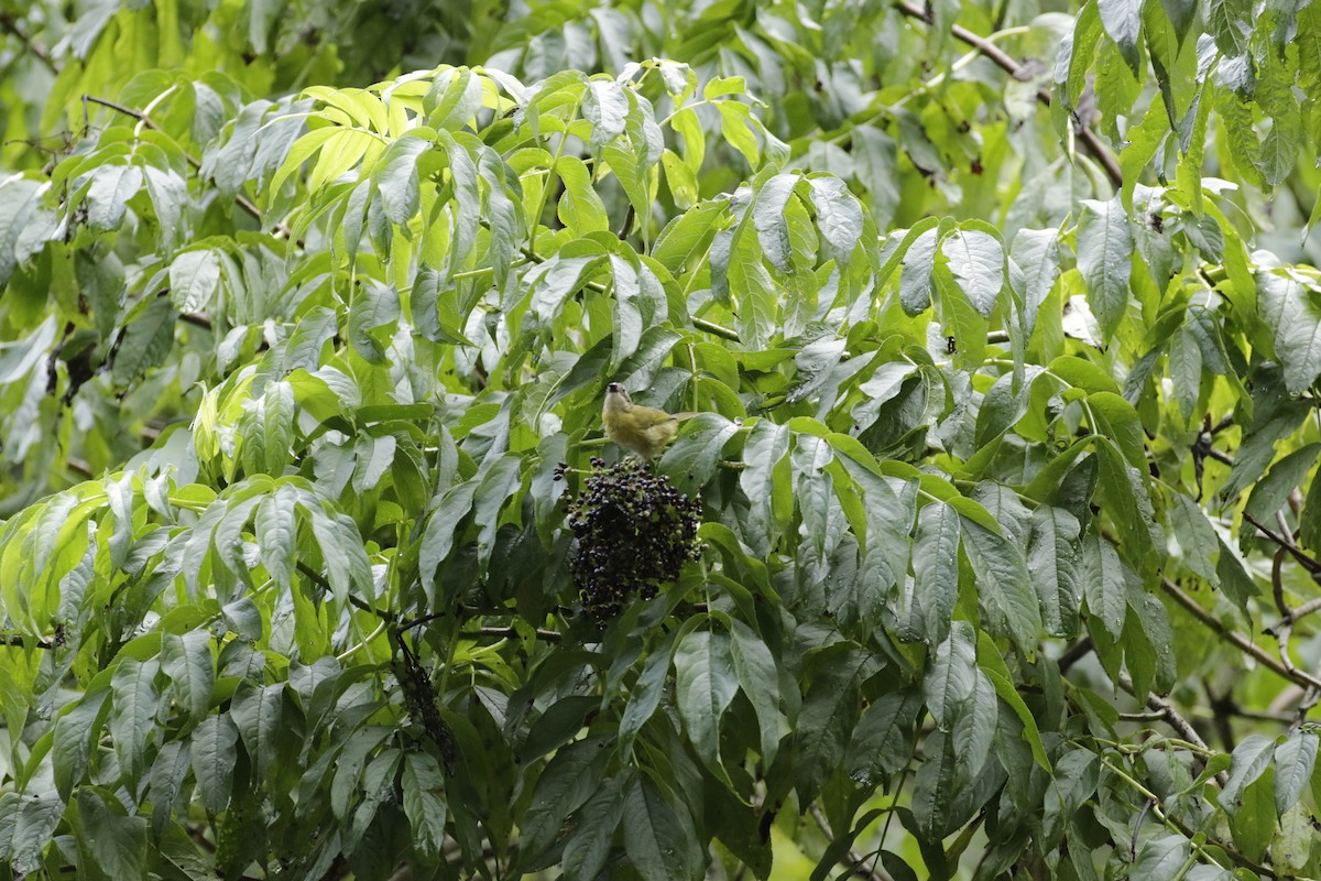 Common Chlorospingus - ML638205939