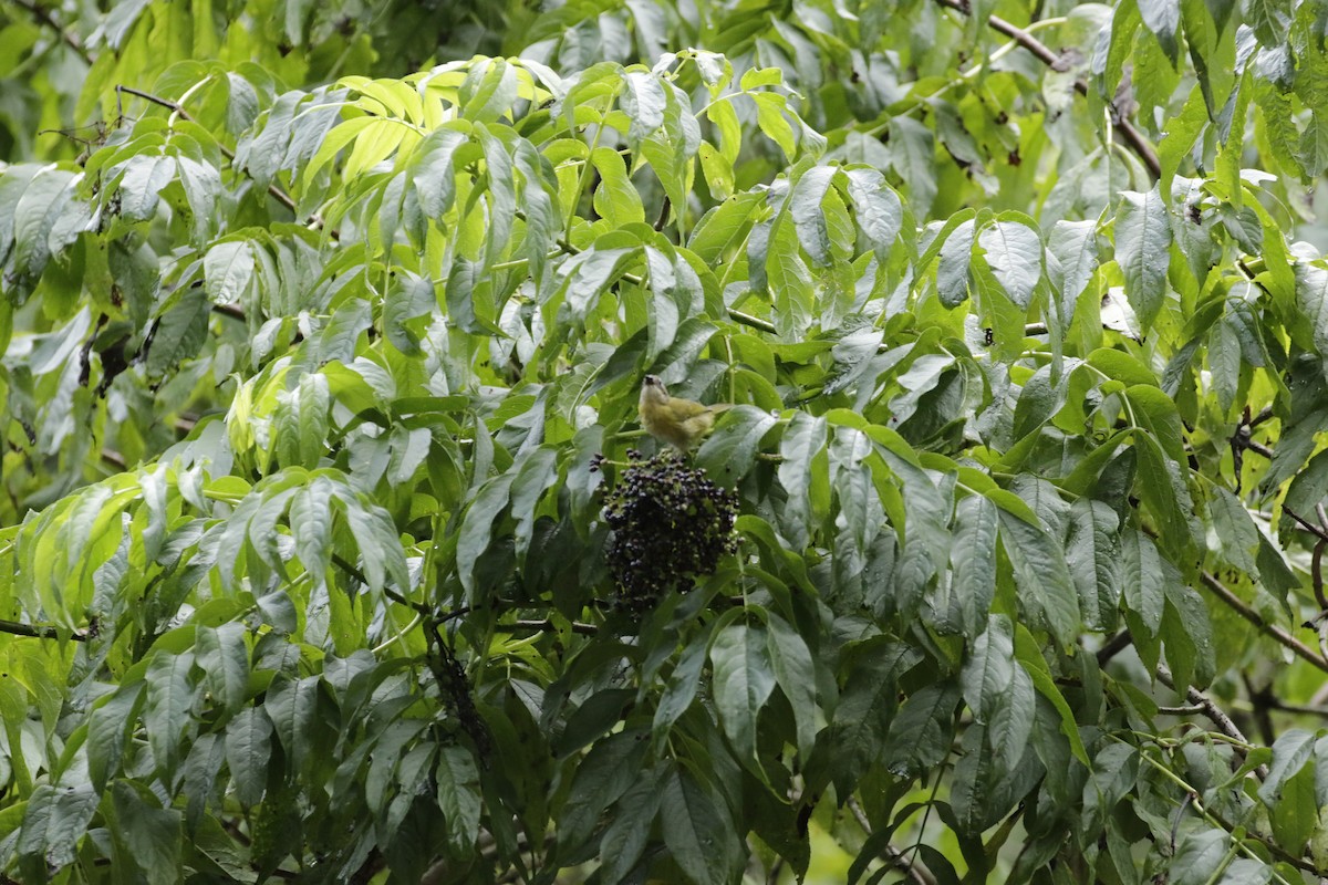 Common Chlorospingus - ML638205949