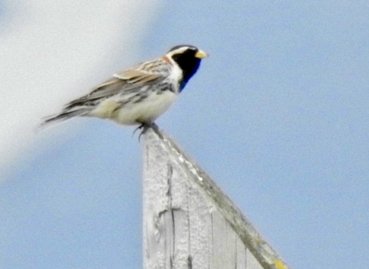 Lapland Longspur - ML638205979