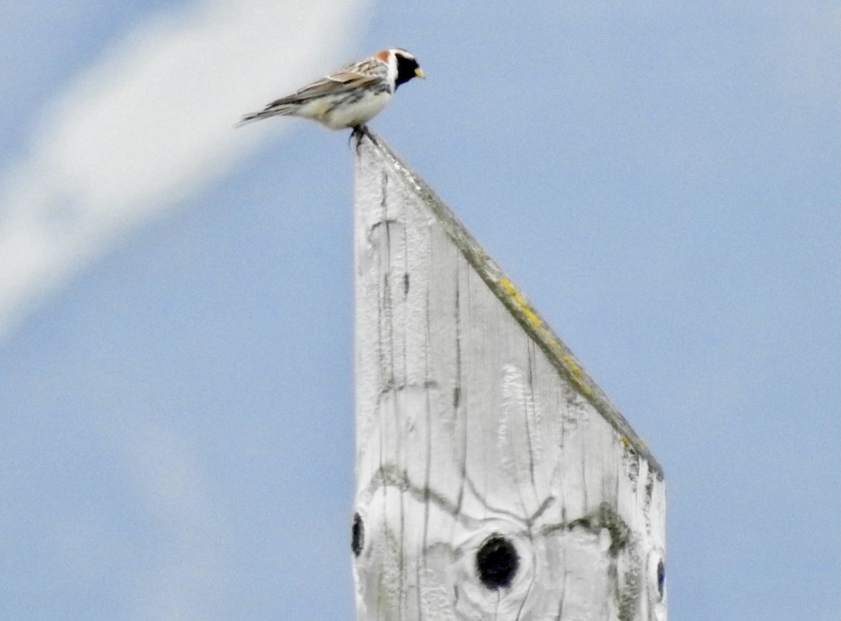 Lapland Longspur - ML638205980