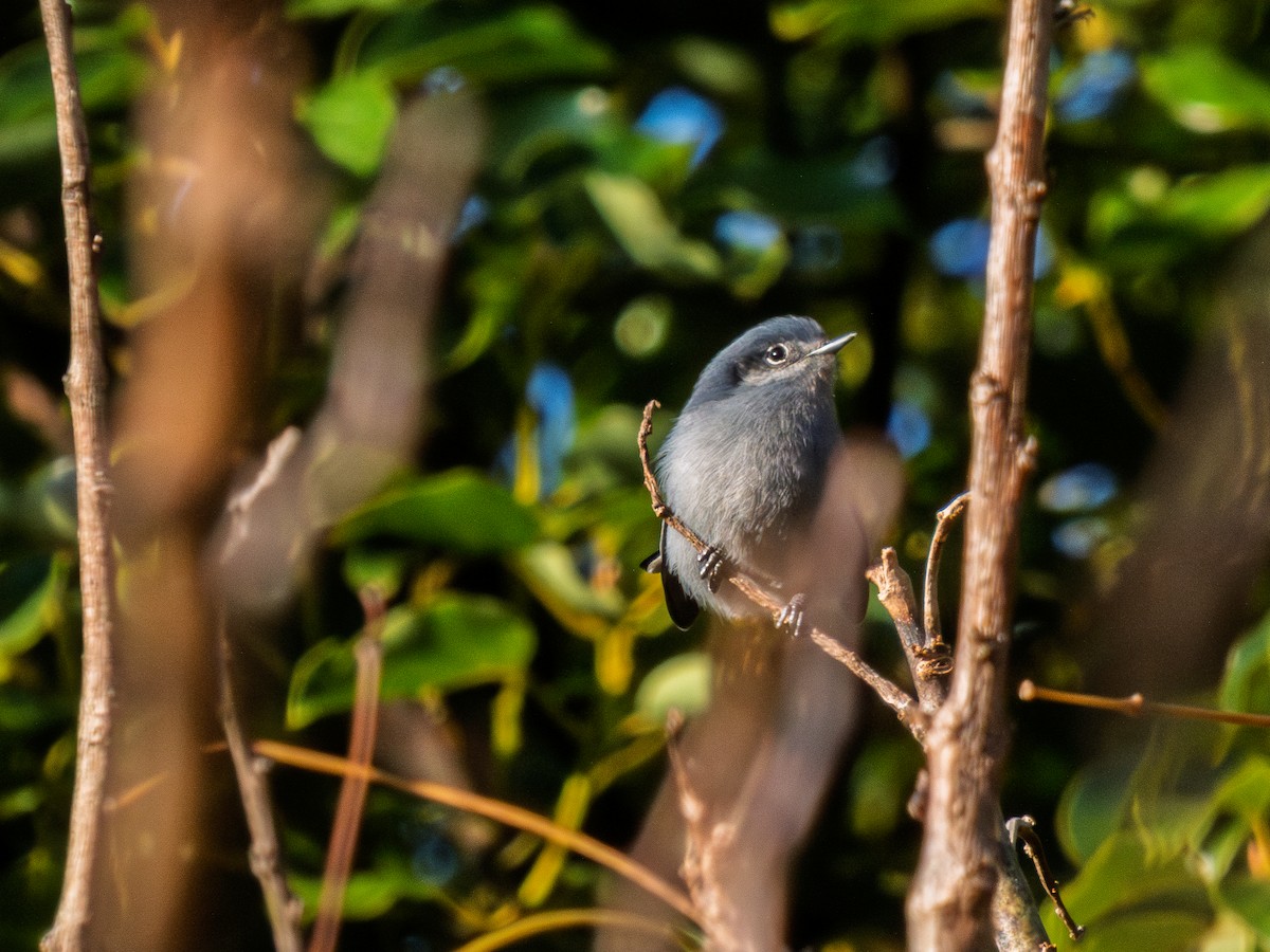 Masked Gnatcatcher - ML638206002