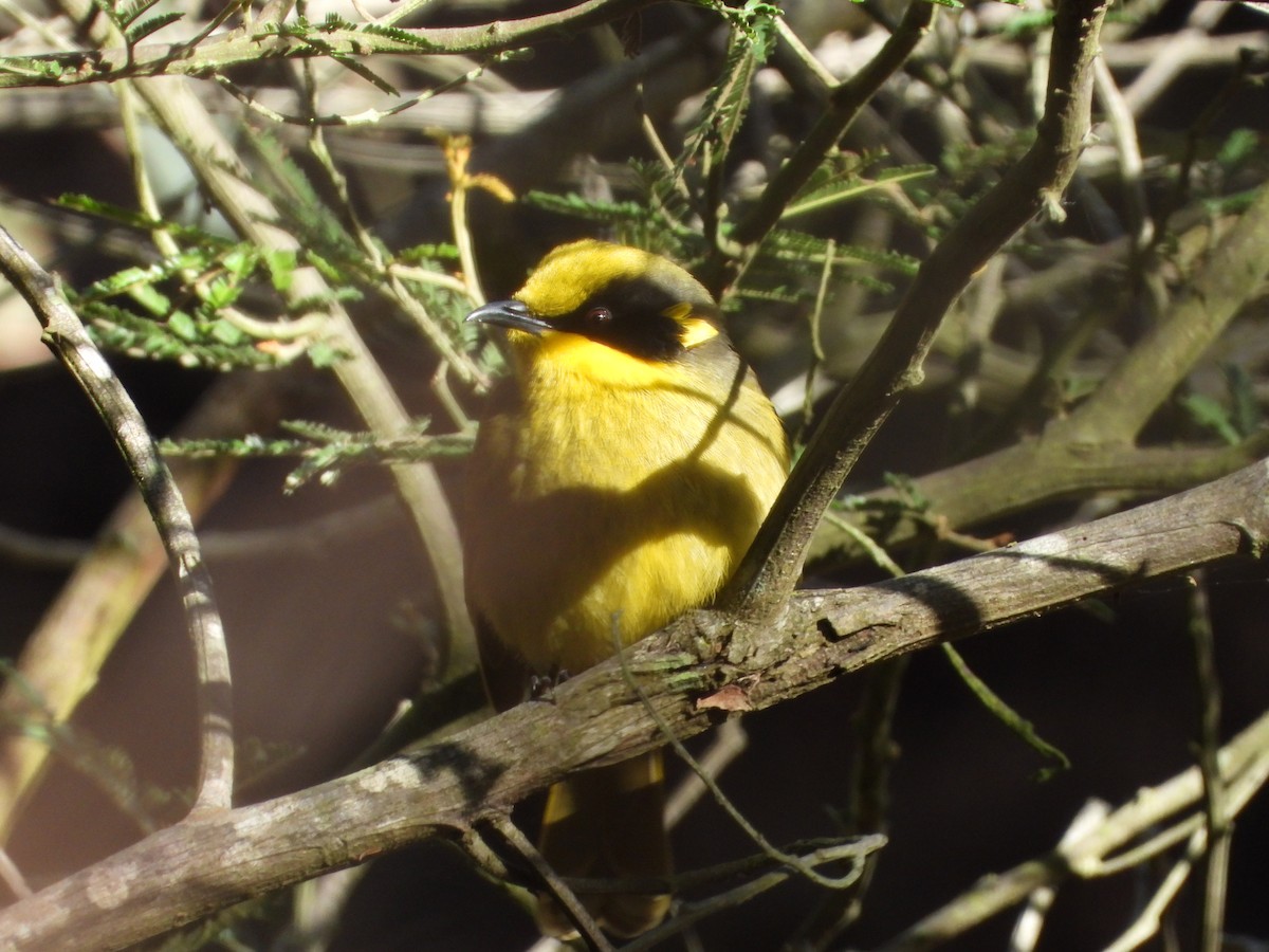 Yellow-tufted Honeyeater - ML638206005